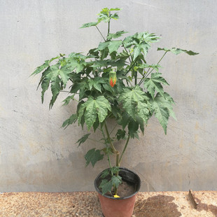 纹瓣悬铃花灯笼花风铃花金铃花耐热抗寒好养四季木本灯笼花植物苗