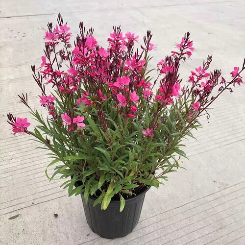 山桃草千鸟花盆栽花苗紫叶耐寒耐热庭院花卉绿植物宿根地被花镜花