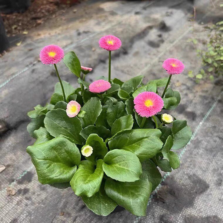 小雏菊盆栽带花苞小雏菊阳台庭院盆栽花期长草本植物耐寒花卉