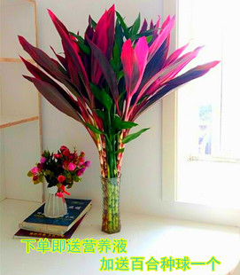 室内水养植物 金边富贵竹水培盆栽转运竹 紫竹 龙竹 紫色朱蕉绿植