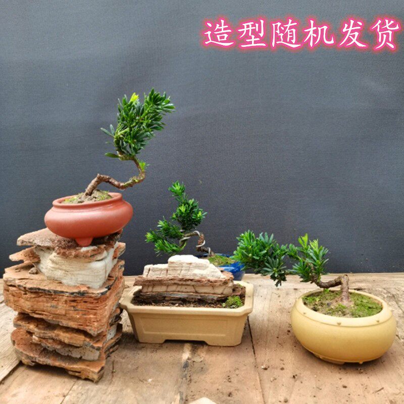 罗汉松迷你小盆栽造型微型盆景室内常青苗老桩庭院花卉桌面绿植物