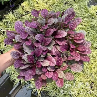 姬十二彩叶霓虹灯筋骨草盆栽庭院花镜矮生匍匐花卉宿根观叶植物