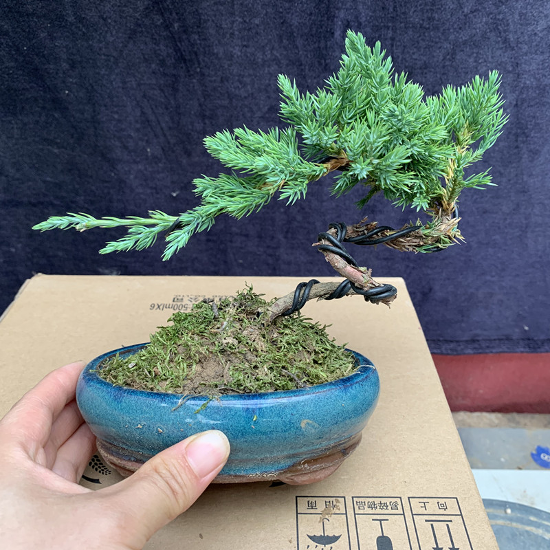 柏树微型小品盆景拇指盆景