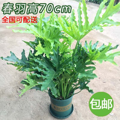 春雨吸甲办公水培花卉绿植盆栽
