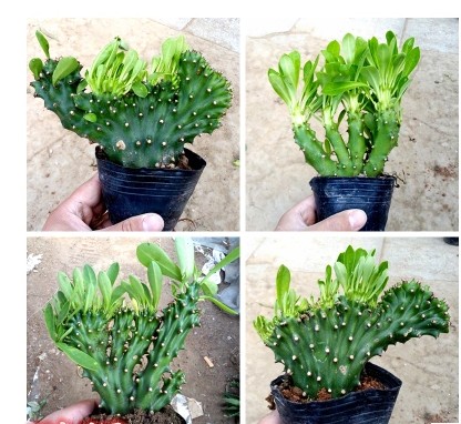 仙人掌盆栽植物玉麒麟麒麟掌