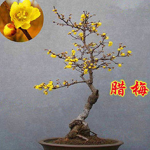 黄色素心腊梅盆栽盆景老桩嫁接梅花树苗庭院室内外浓香型植物花卉