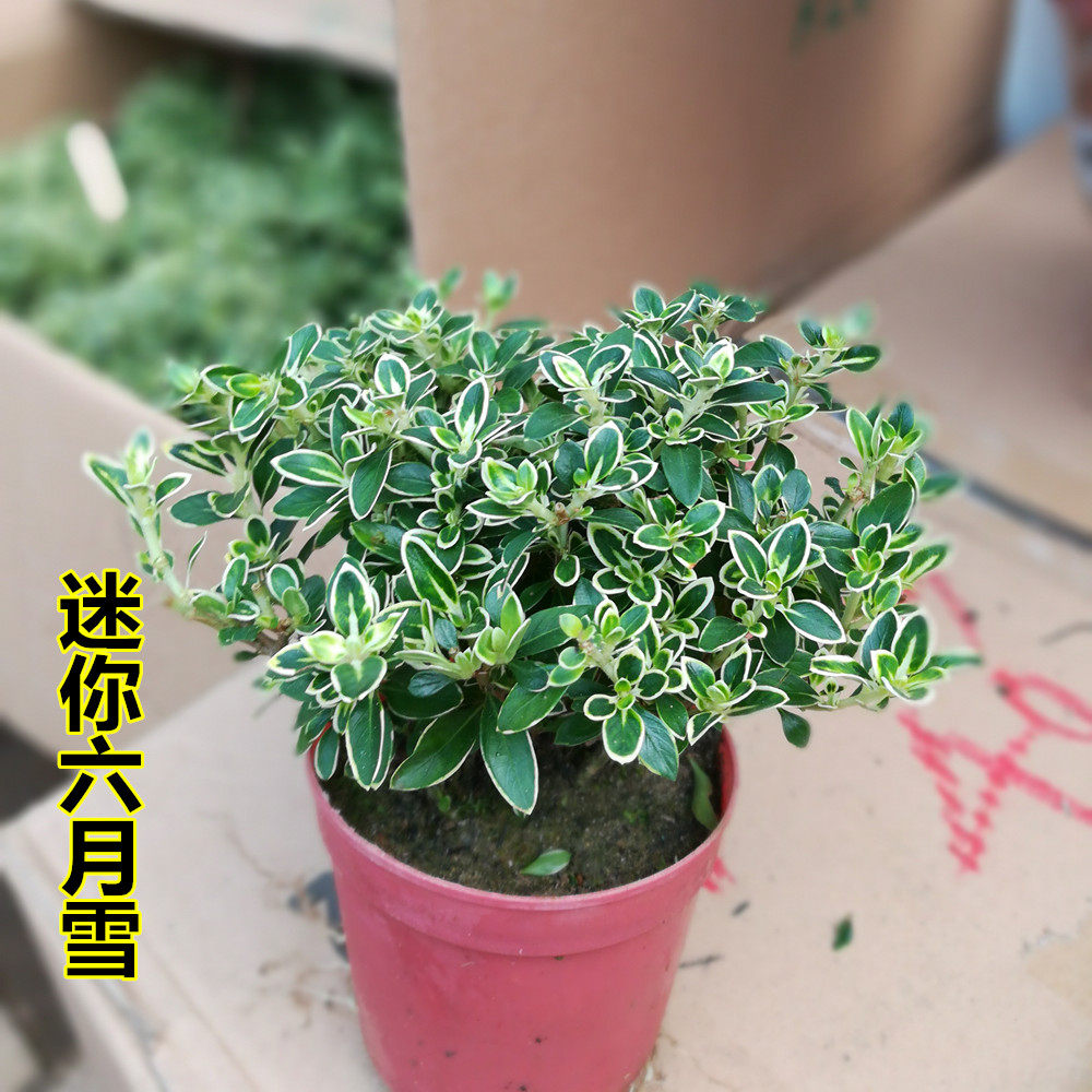 四季常青六月雪苗白色满天星图片