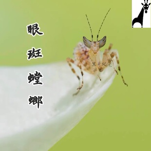 现货云眼斑螳螂活体小型宠物螳螂昆虫活物爬虫爬宠中华大刀螳螂