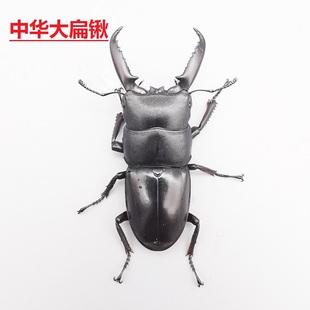 中华大扁锹甲成虫活虫入门甲虫宠物活体科普昆虫独角仙大兜虫巨扁