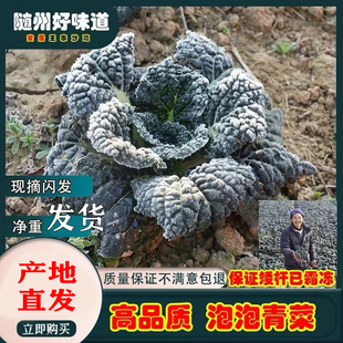 随州市泡泡青特产安居泡泡青菜湖北泡泡菜黑白菜油菜霜打青菜包邮