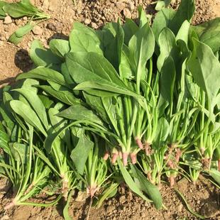 红根菠菜霜打青菜矮杆菠菜食用农家自种蔬菜打霜菠菜随州特产包邮