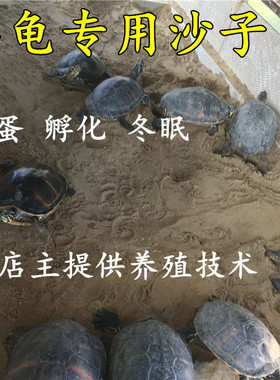 天然乌龟沙子冬眠专用沙产蛋孵化细沙河沙冬眠苔藓用品乌龟沙冬眠