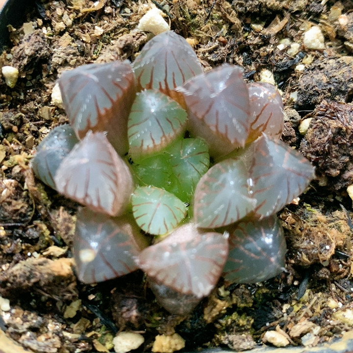 26-150玉露带盆,鲜花速递/花卉仿真/绿植园艺,多肉植物,淘宝优惠券,粉丝福利购,淘宝优惠卷