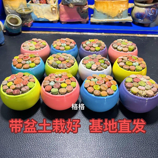 生石花编号高端贵货 带盆土栽好发货 夏日清凉款马卡龙色系花盆