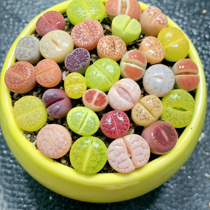 18-44彩套带盆土发,鲜花速递/花卉仿真/绿植园艺,多肉植物,淘宝优惠券,粉丝福利购,淘宝优惠卷