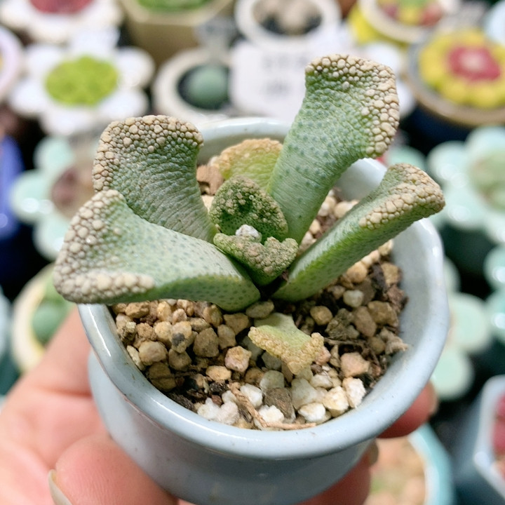 23-97天女带盆特价,鲜花速递/花卉仿真/绿植园艺,多肉植物,淘宝优惠券,粉丝福利购,淘宝优惠卷