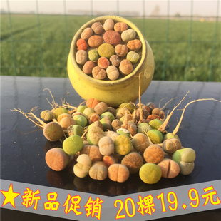 多肉植物生石花石头花套餐组合超大母本石生花防辐射屁屁花包邮