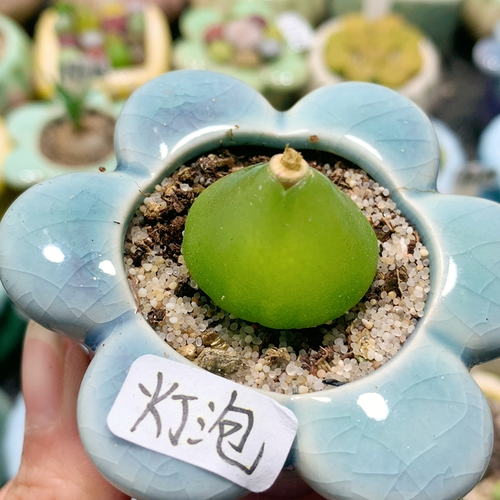 19-79  灯泡特价送盆土 脱土发货