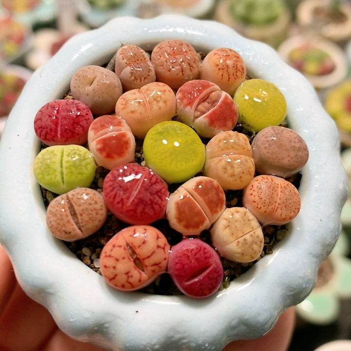 22-59小彩套带盆,鲜花速递/花卉仿真/绿植园艺,多肉植物,淘宝优惠券,粉丝福利购,淘宝优惠卷