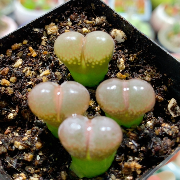 18-129  帕法德c10一组特价 裸根