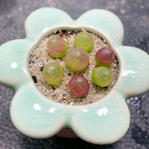 24-13灯泡一组 送盆土 裸根发