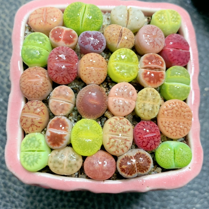 23-149彩套带盆发,鲜花速递/花卉仿真/绿植园艺,多肉植物,淘宝优惠券,粉丝福利购,淘宝优惠卷