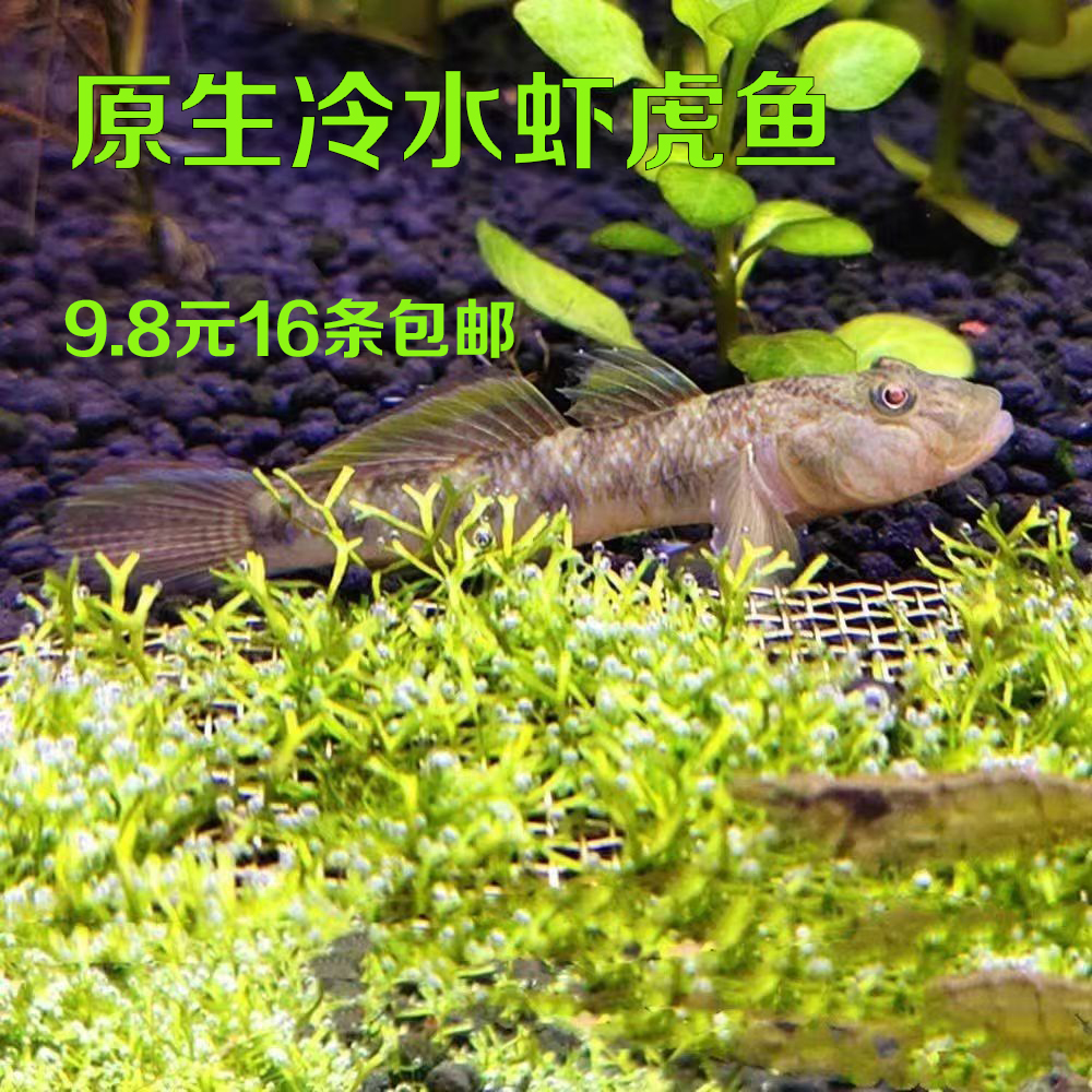 冷水虾虎鱼清理鱼缸藻类