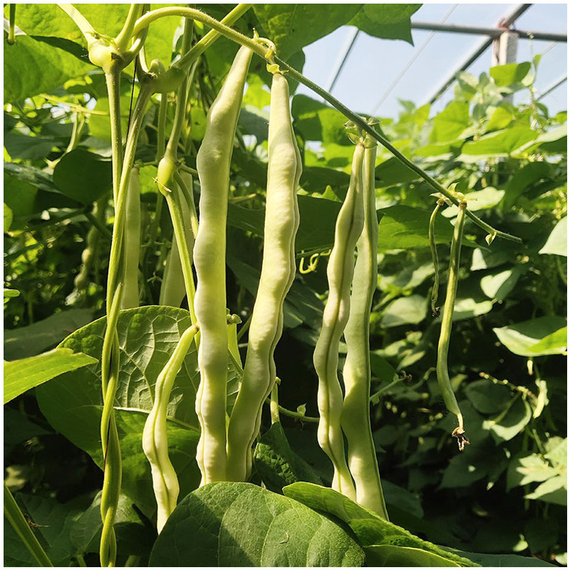 徐州特产米豆角白不老芸豆新鲜果蔬菜老来少九粒白芸豆角四季米豆