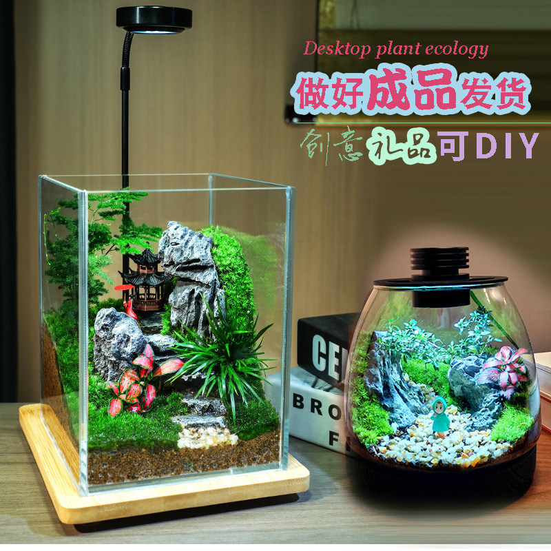 鲜活绿植生态瓶桌面盆栽微景观玻璃瓶diy植物创意成品礼物造景瓶