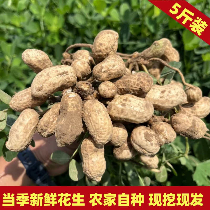 2025新鲜现挖湿花生当季粉皮带壳做水煮五香花生农家自种新鲜花生