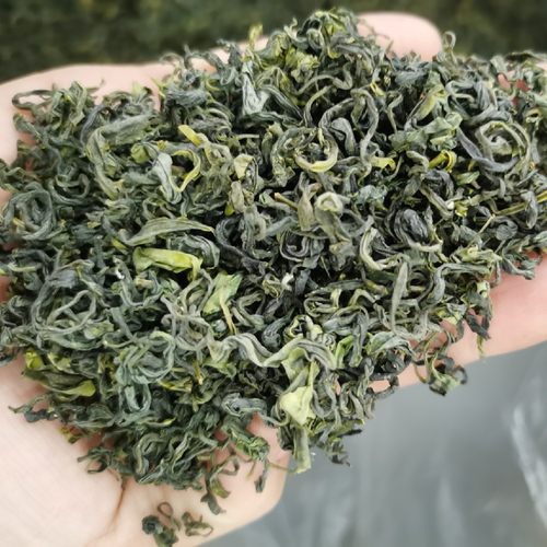 日照绿茶春茶亓露凤茗口重耐泡