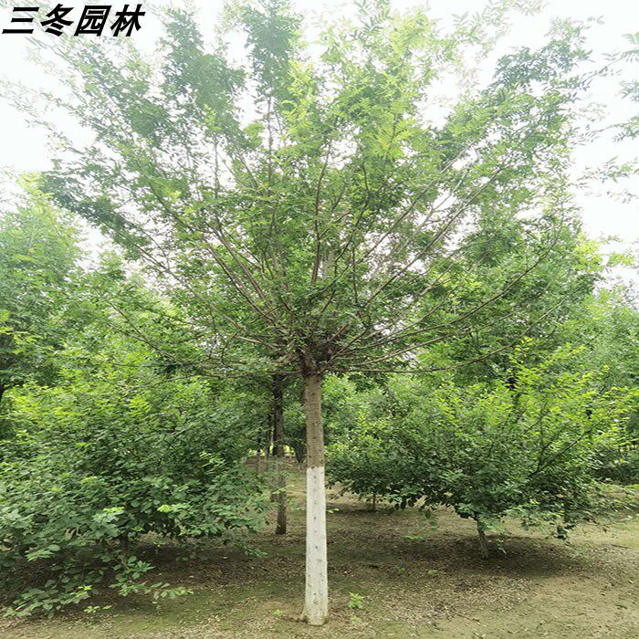皂角落叶型乡土树种行道树乔木红皮皂荚大树园林绿化苗木