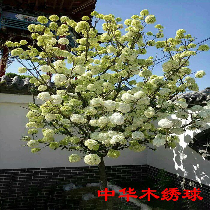 中华木绣球天目琼花花镜绣球荚蒾乔灌木丛生中华木绣球高杆鸡树条