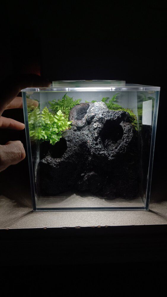 恶魔蟹 造景 鱼缸 超白缸 水陆缸 雨林缸 苔藓 微景观 生态瓶绿植