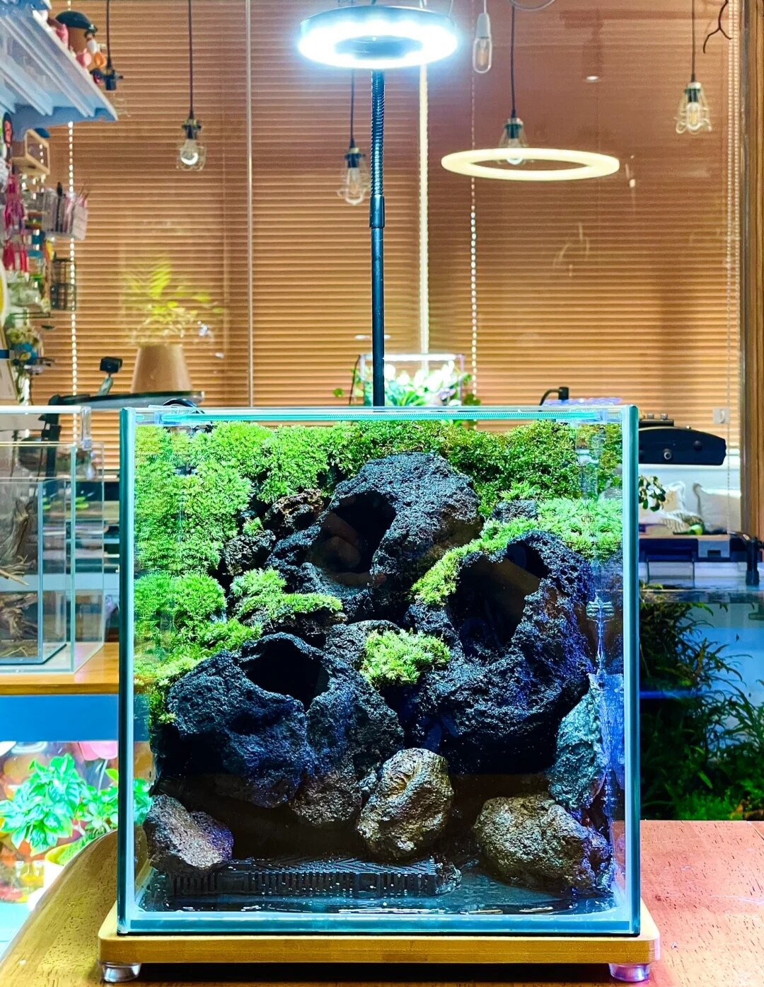 恶魔蟹 造景 鱼缸 超白缸 水陆缸 雨林缸 苔藓 微景观 生态瓶绿植