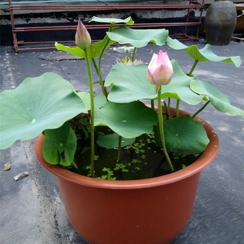 大型观赏荷花莲藕苗水养盆栽池塘荷花种苗食用连藕种苗莲花苗藕苗