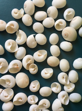 天然贝壳海螺 圆形小米螺 墙贴地台装饰 贝壳鱼缸造景1元20个