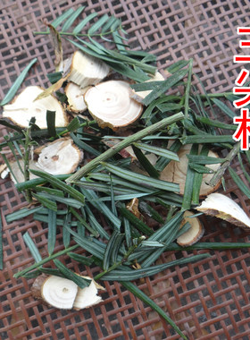 三尖杉新鲜中药材