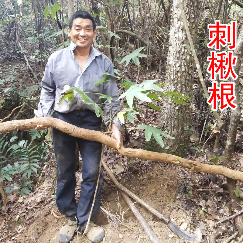 刺楸根  别名：鼓钉刺 刺枫树 鼓丁树根 刺五加  鸟不宿 钉木树根