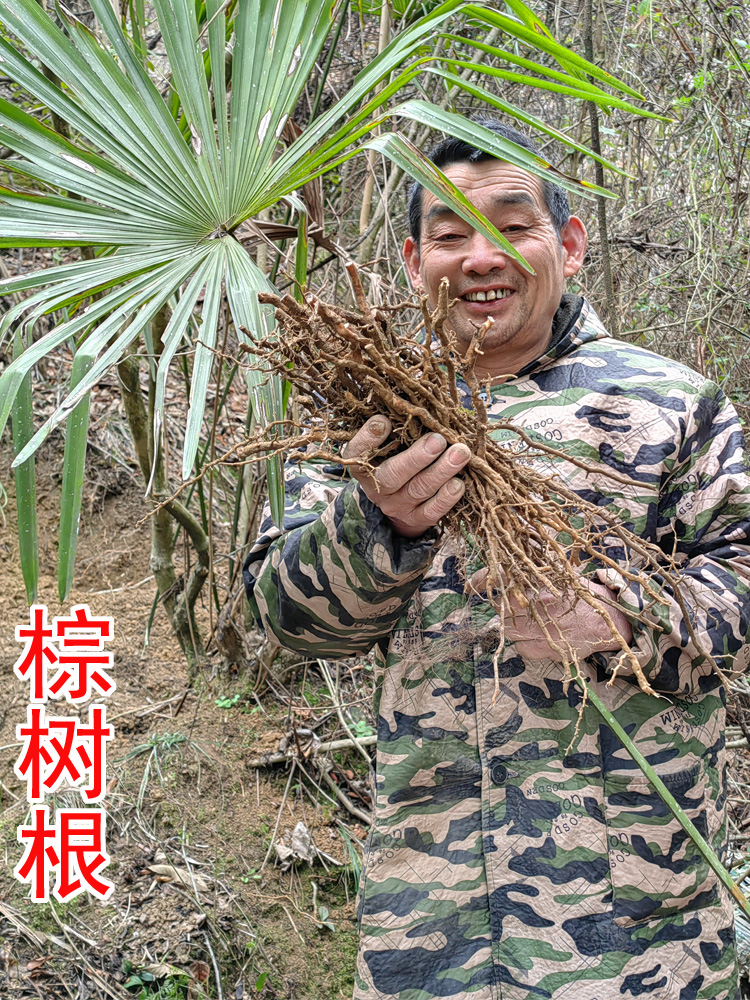 采药人李超在山里挖的棕树根