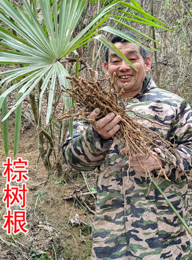 采药人李超在山里挖的棕树根