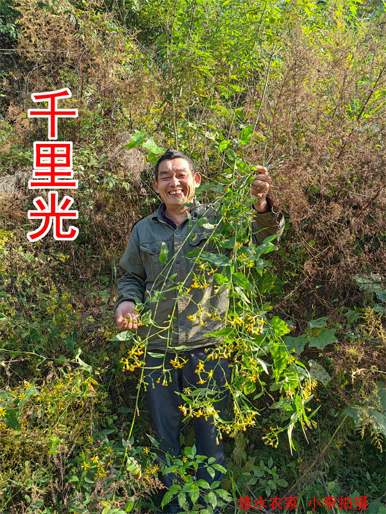 中药材千里光 又名：九里明 九里光 黄花母 九龙光 九岭光 250克