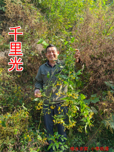 中药材千里光 又名：九里明 九里光 黄花母 九龙光 九岭光 250克