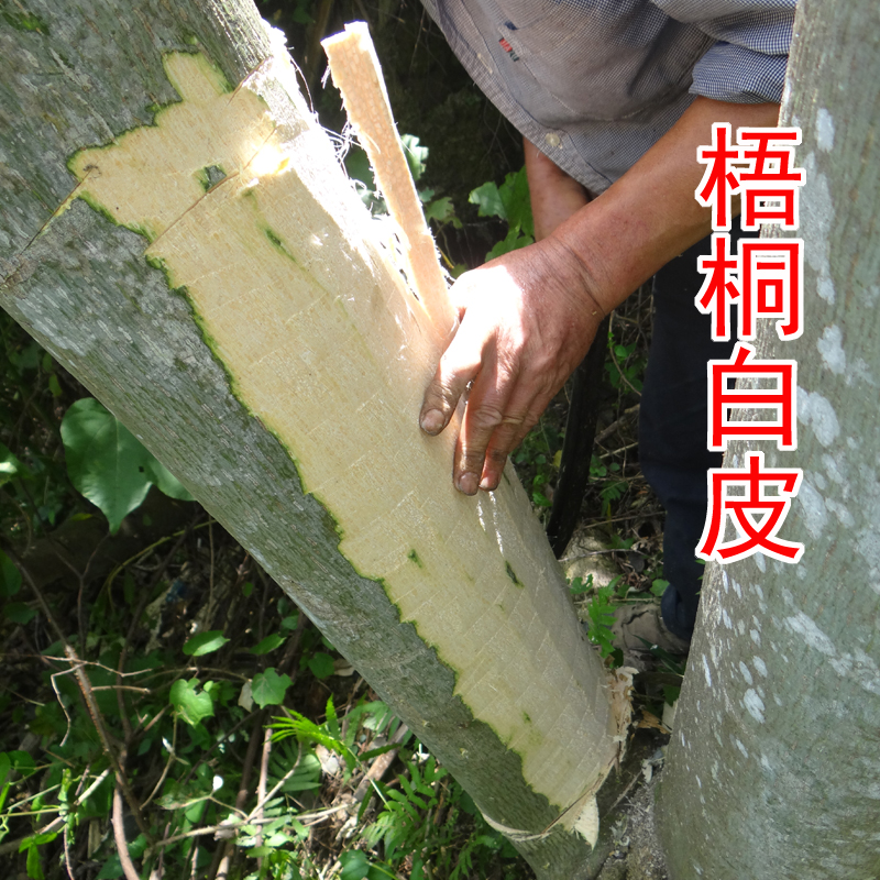 自家采的天然野生中药材梧桐白皮