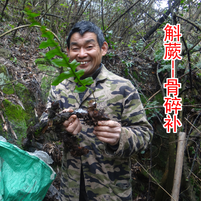 自家在深山里采的天然野生骨碎补