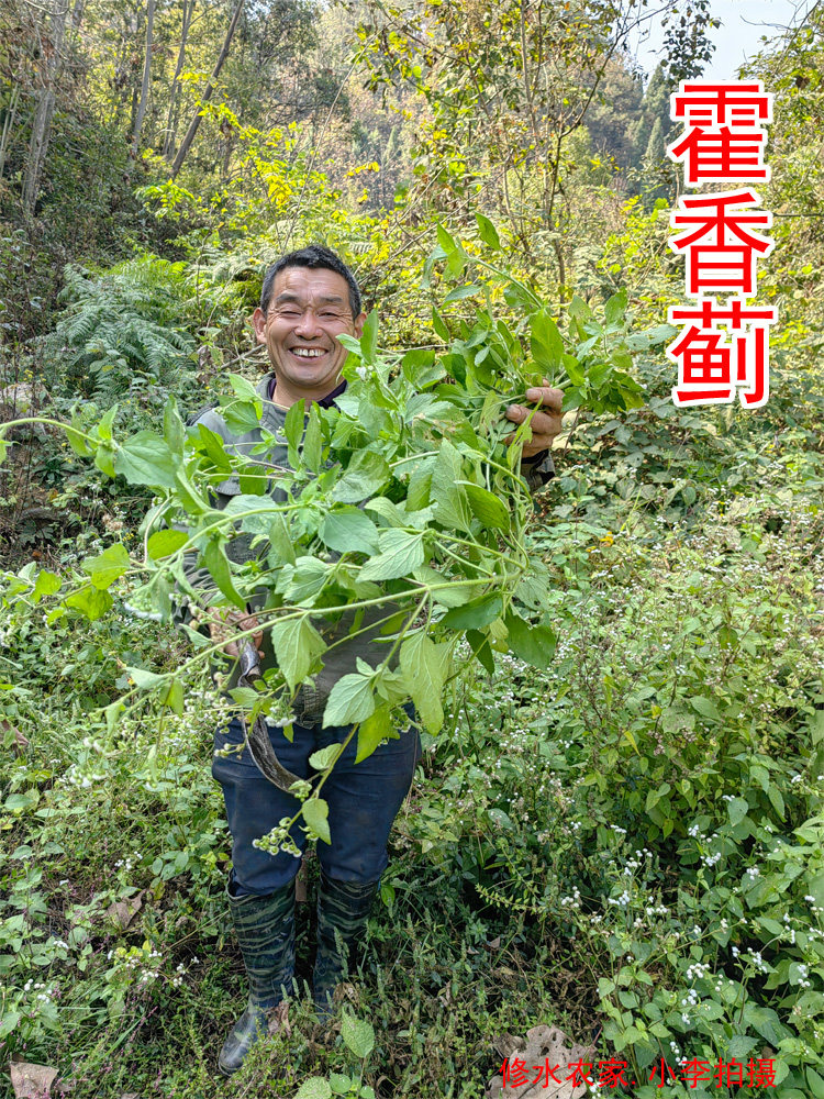 中药材霍香蓟 别名:白花臭草 红蓟草 白花草 九儿花 干品250克