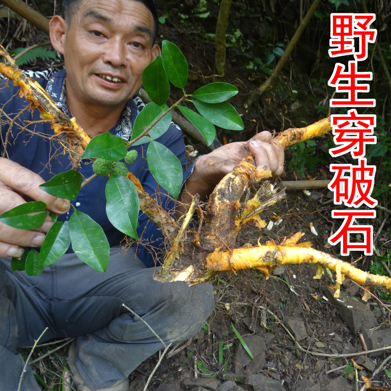 野生穿破石 中药材构棘根 小柘树根 九层皮 山荔枝 新鲜晒干500克