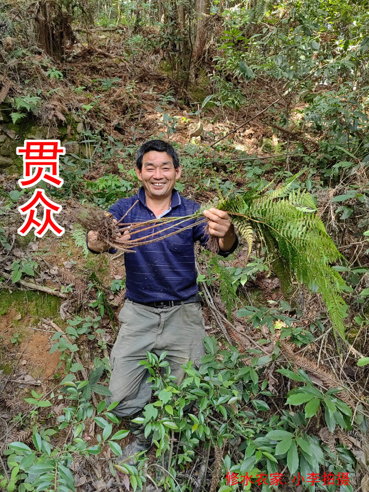 中药材贯众 别名：百头 贯节 虎卷 自家在山里挖的野生贯众 500克