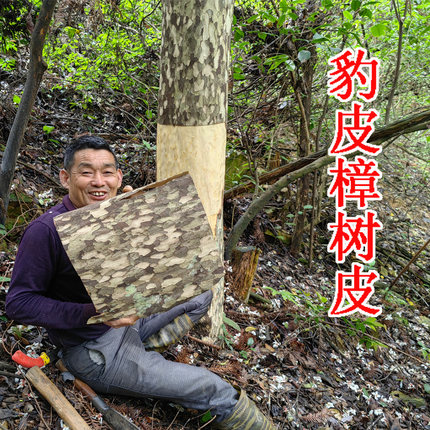 中药材豹皮樟树皮 别名：扬子木姜子 剥皮枫 花壳柴 新鲜晒干250g