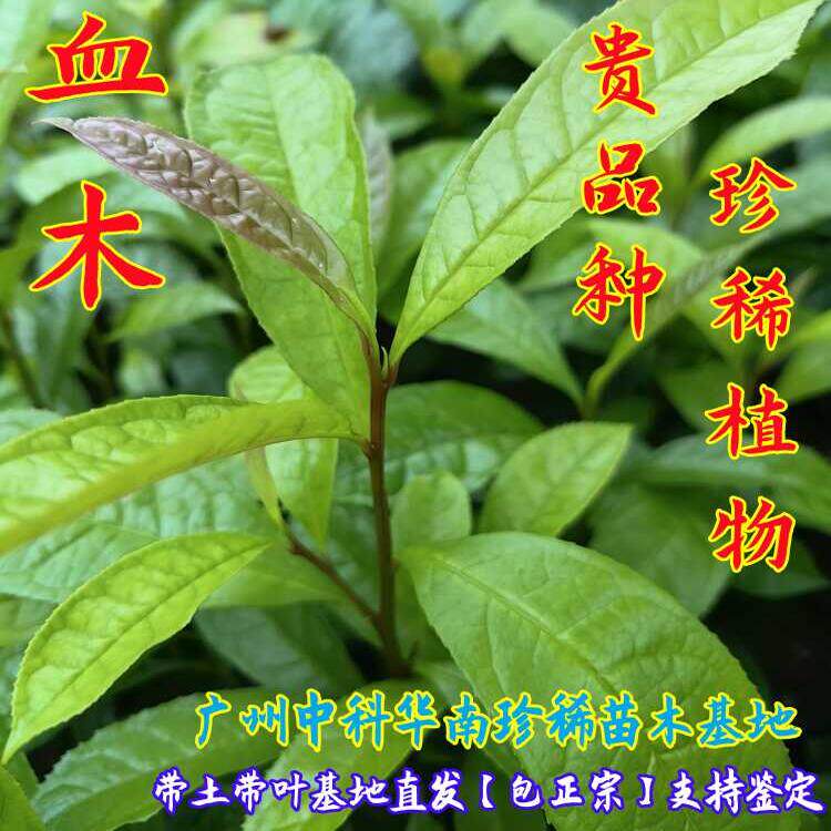 猪血木树苗名贵品种珍稀植物原土带叶好养基地直销